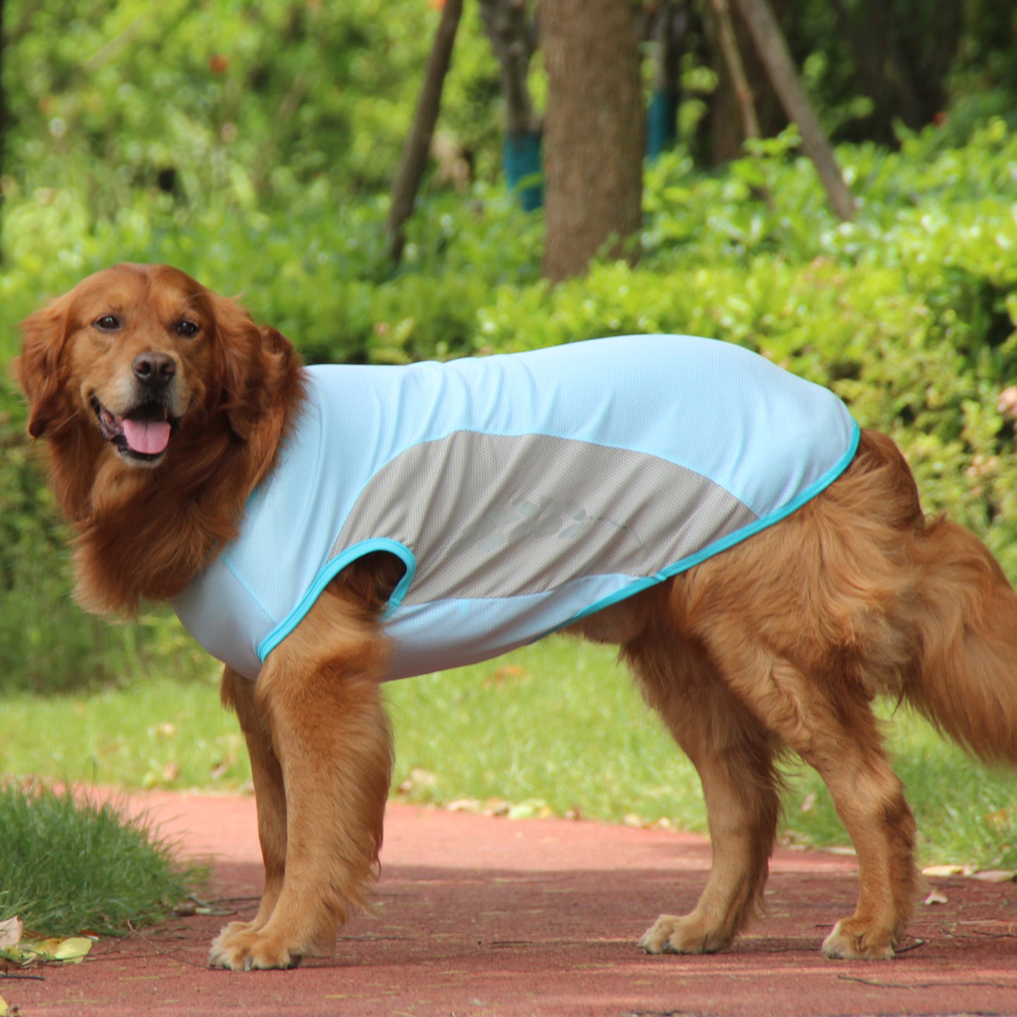 Coolios – Cooling Vests for Dogs - Blue