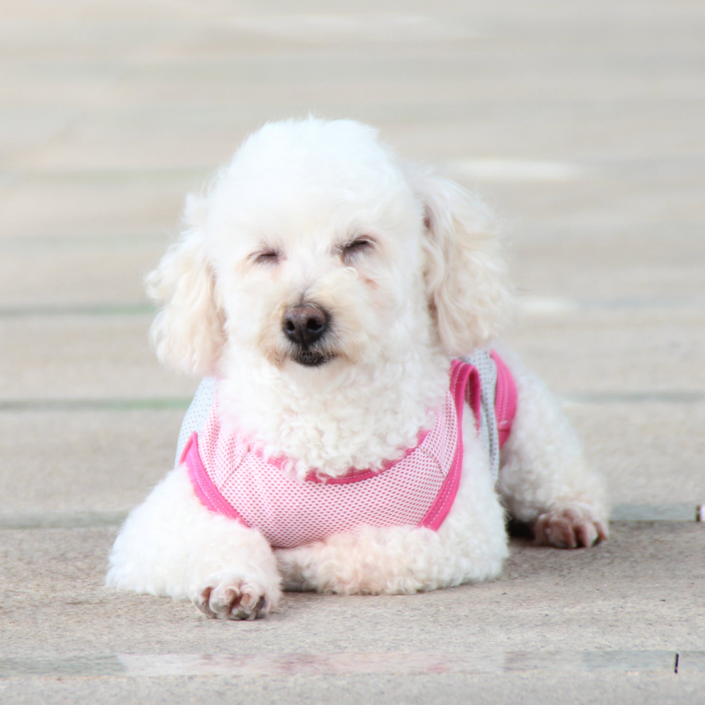 Coolios – Cooling Vests for Dogs - Pink
