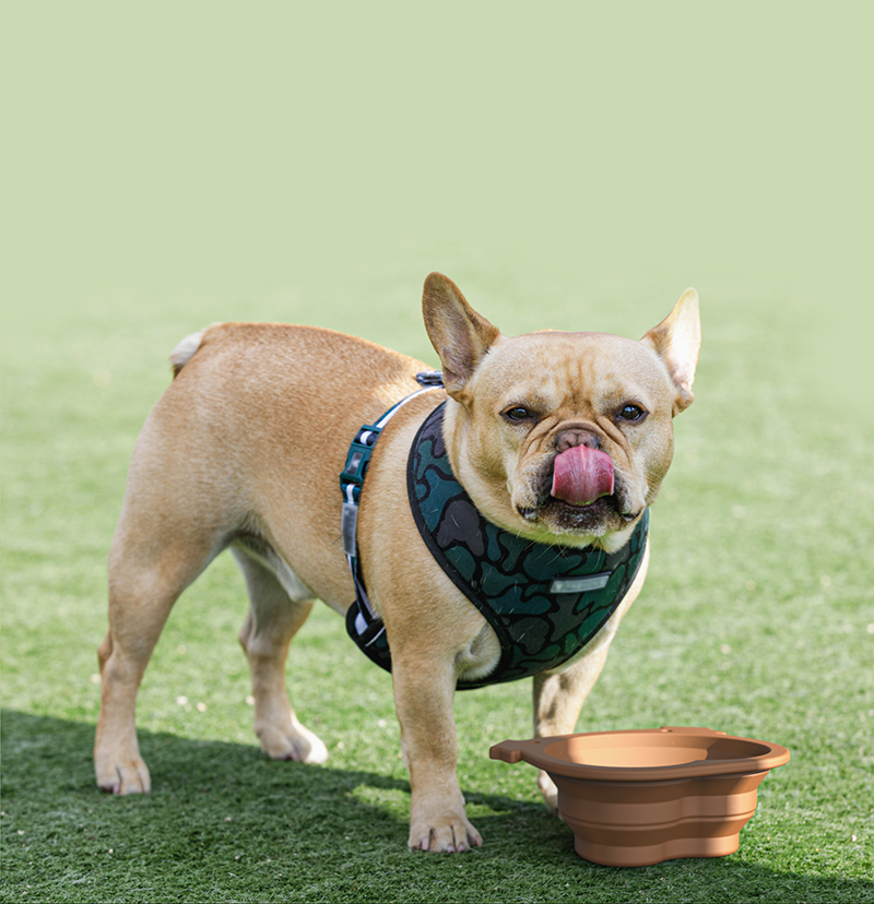 Travel Bowls - Foldable travel bowl for dogs