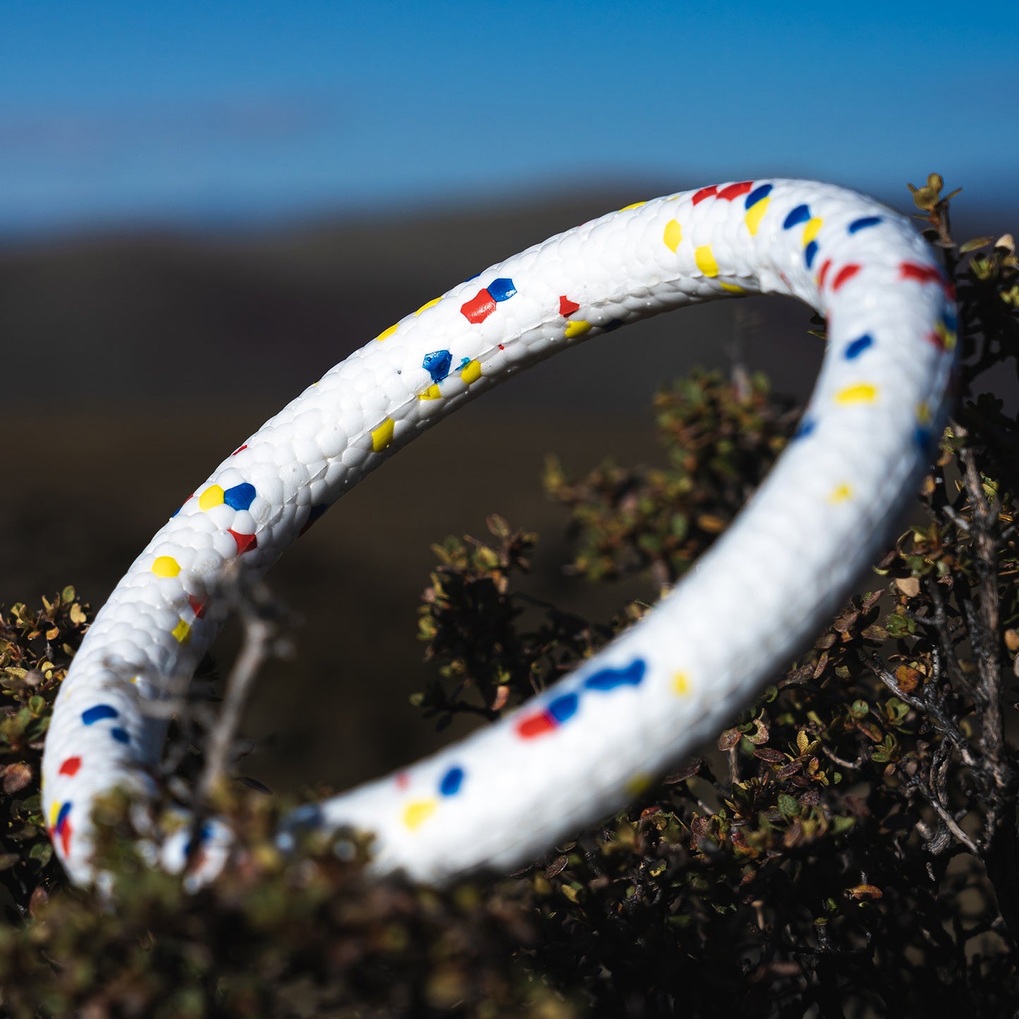 Bloom Ring Toy