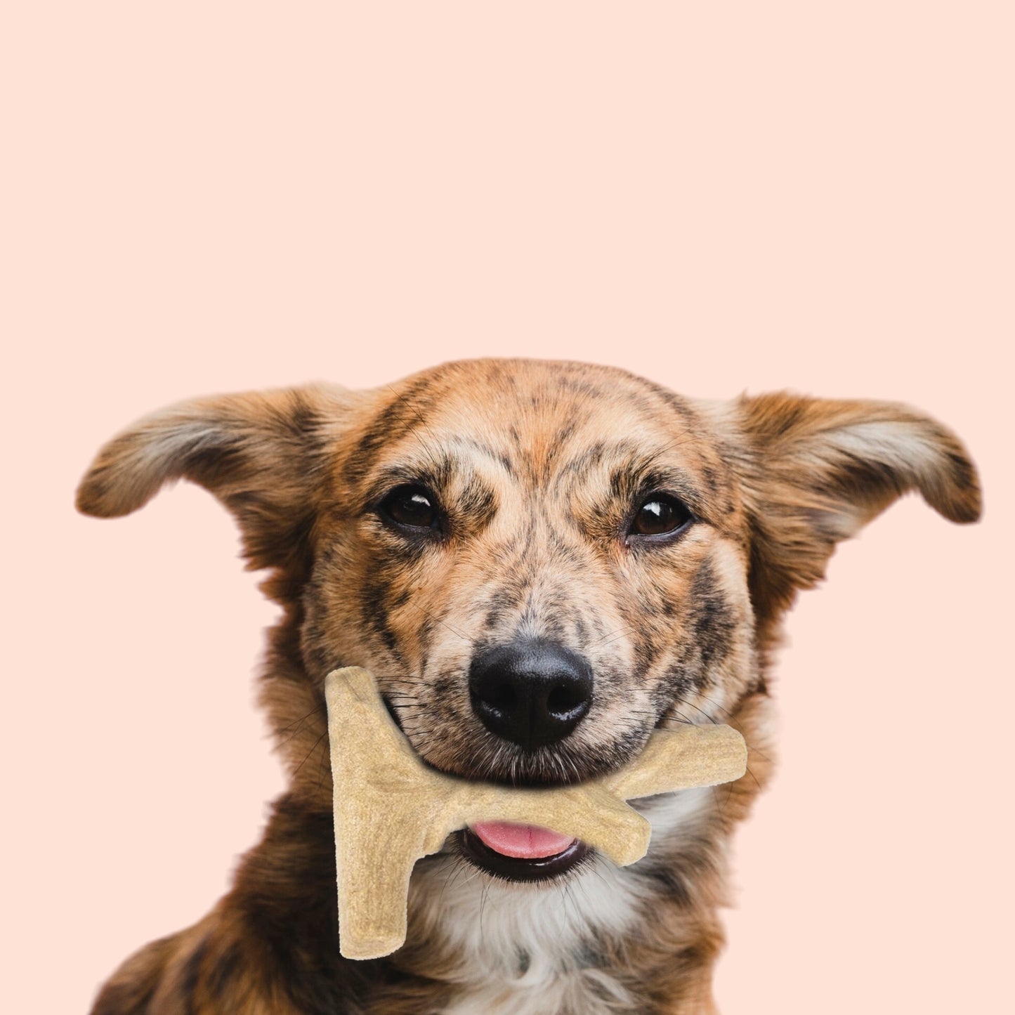 Branch-Out Wood Bone - Heavy Chew