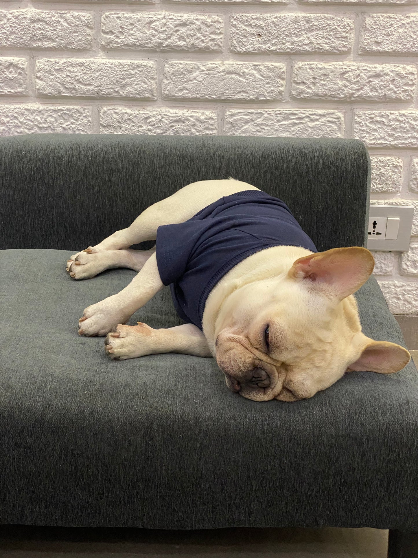 Gravy Navy Doggy Warmer