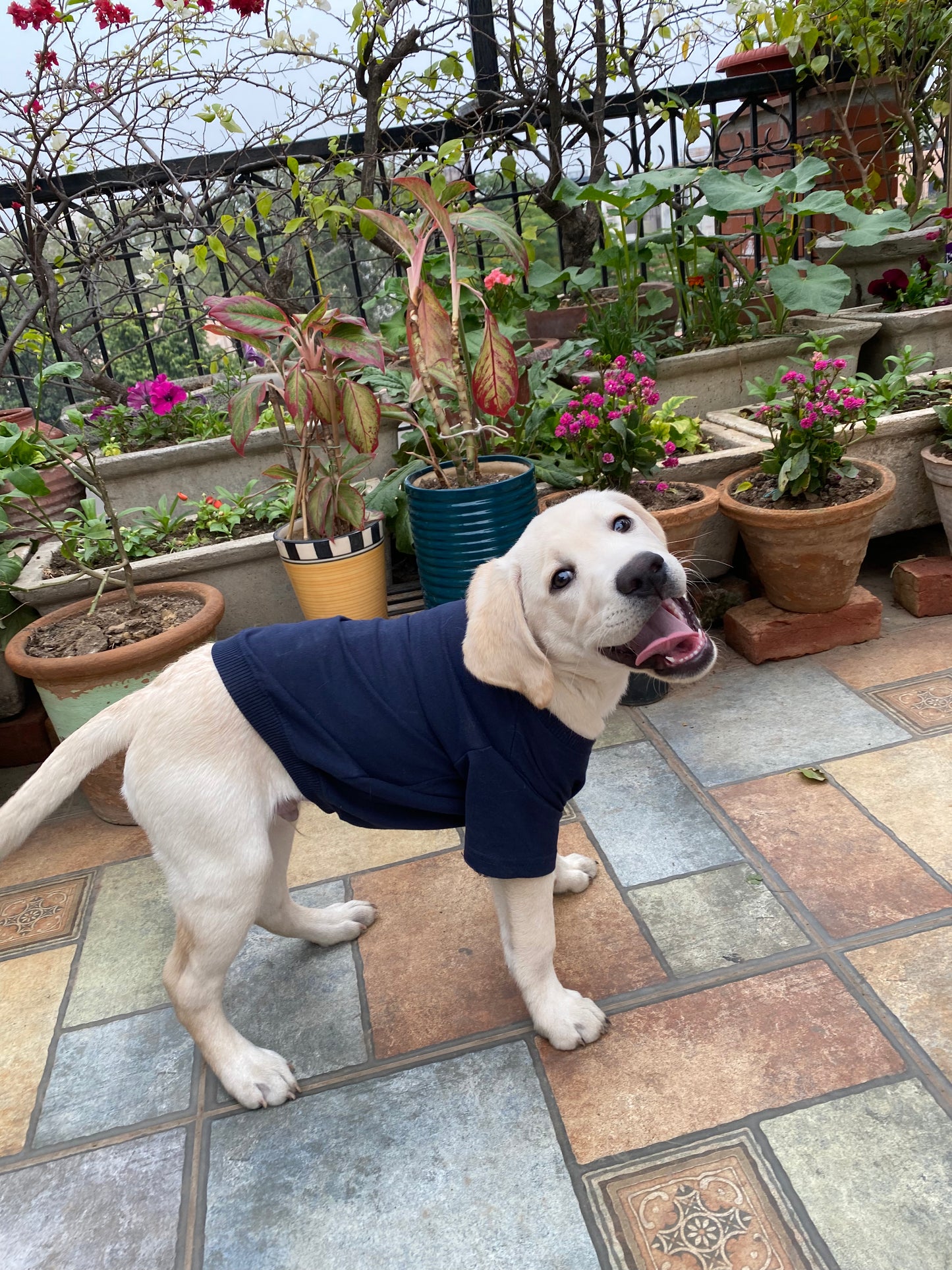 Gravy Navy Doggy Warmer
