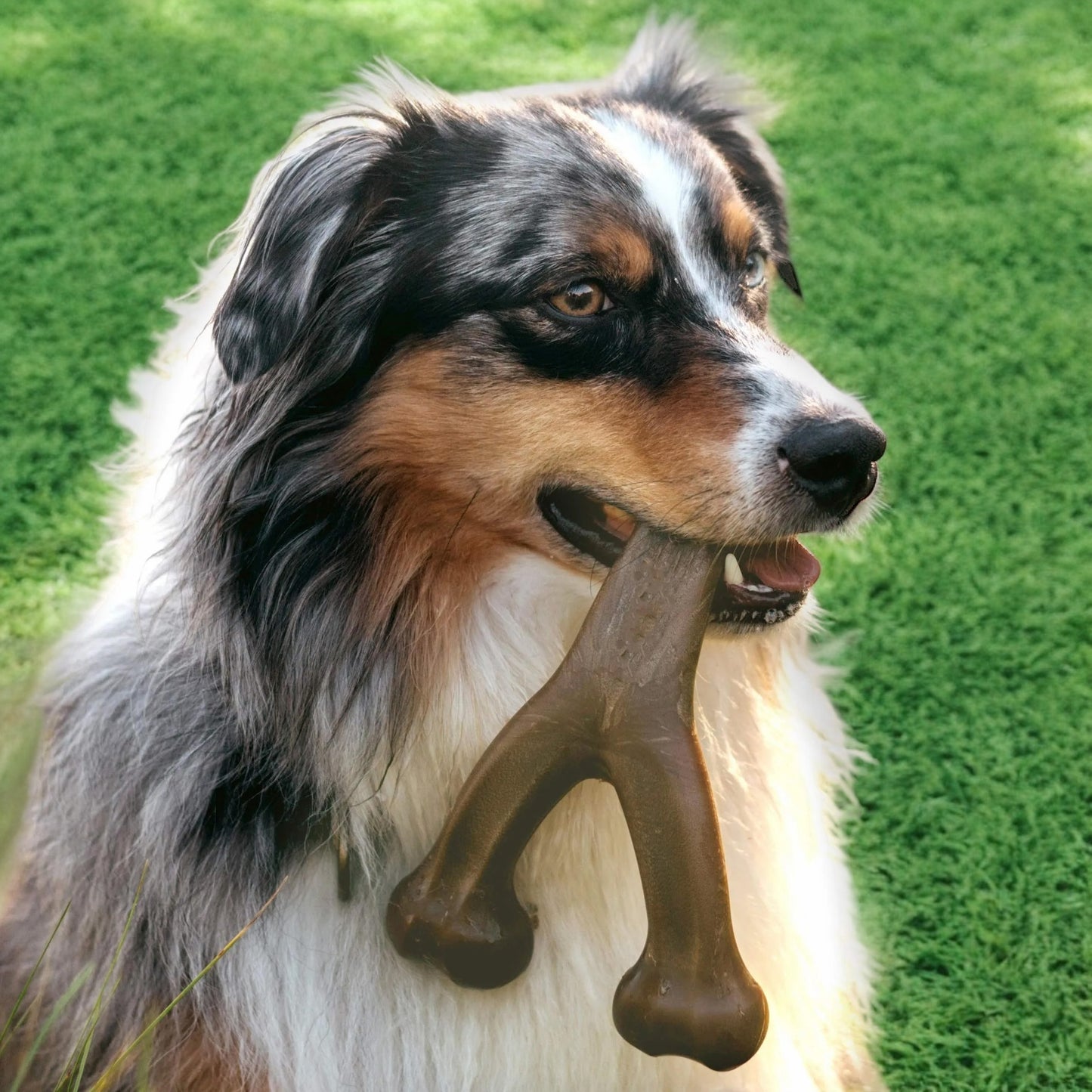 Wishbone Nylon Bone - Heavy Chew