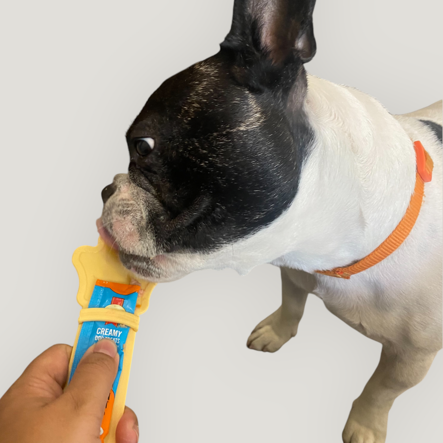 Talking Dog Club – Wet Treat Dispensing Feeding Spoon for Cats and Dogs