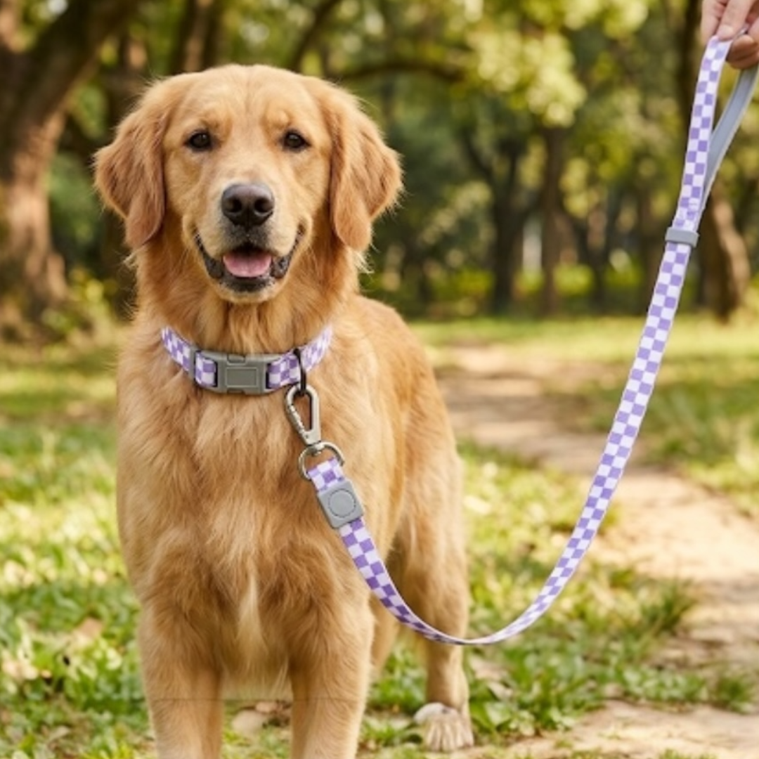 Checkmate Leash and Collar Combo - Purple