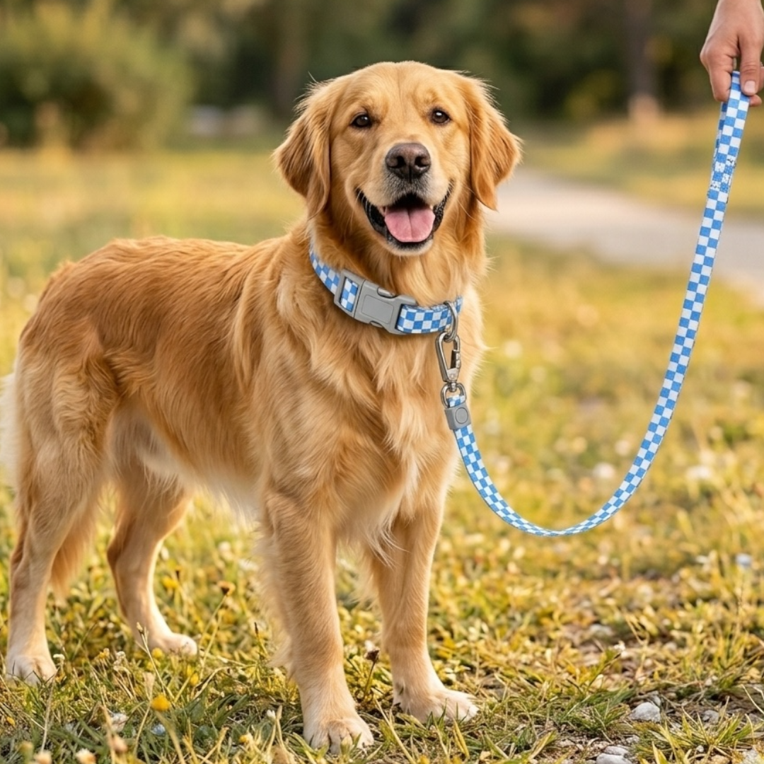 Checkmate Leash and Collar Combo - Blue