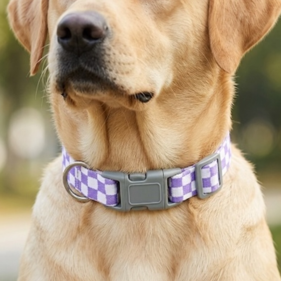 Checkmate Leash and Collar Combo - Purple