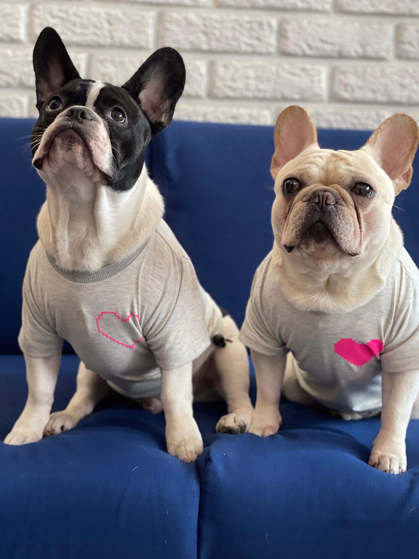 Giver Dog Tee